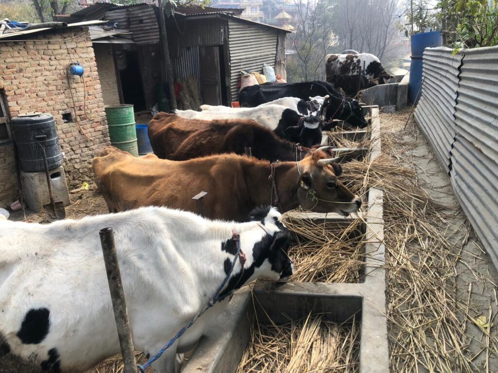 विदेशबाट फर्केर गाउँकै उत्प्रेरणाको स्रोत बने देउजा, दूध बेचेर महिनाको २ लाखसम्म आम्दानी