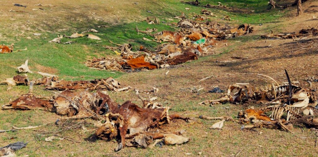 सामुदायिक वनमा यत्रतत्र छरिएको अवस्थामा ४ सय गाईगोरुका कंकाल भेटियो