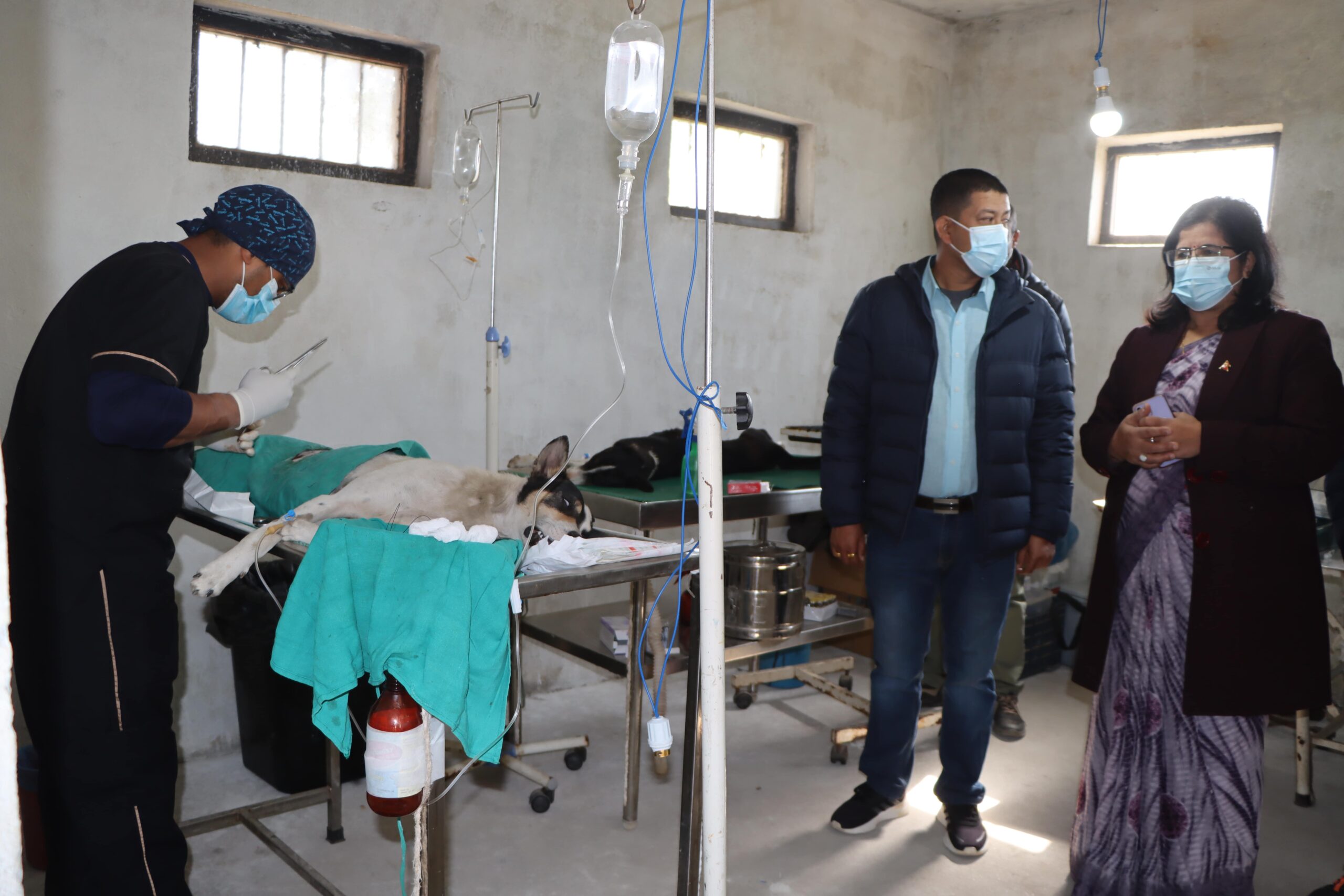 आतंक बढेपछि सूर्यविनायक नगर भित्रका सामुदायिक कुकुरको बन्ध्याकरण तथा रेविजविरूद्वकाे भ्याक्सिन image