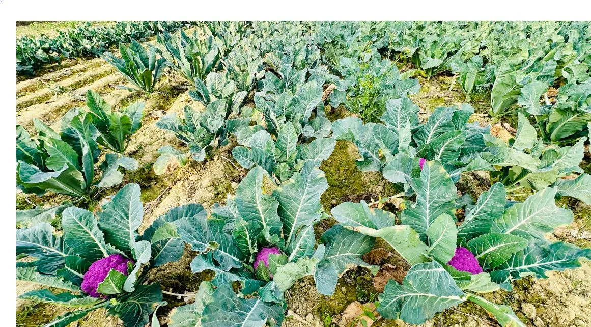 लहानका किसान रतन साहले फलाए रङ्गीन काउली image