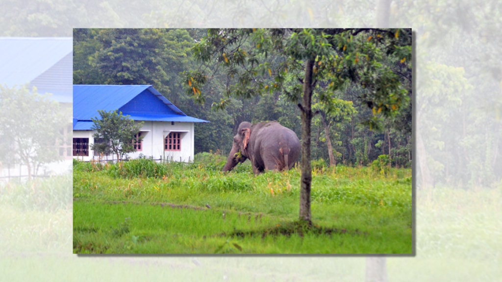झापाका हात्तीपीडित ५३३ परिवारले पाएनन् राहत