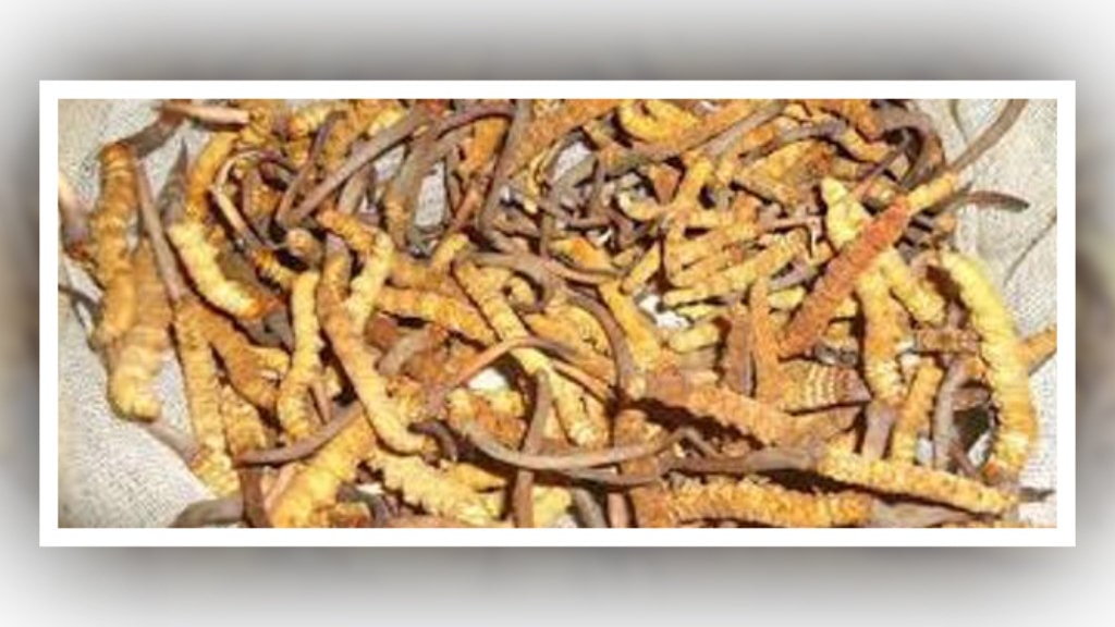 यार्सागुम्बा टिप्न विद्यार्थी लेकतिर लागेपछि विद्यालय बन्द image