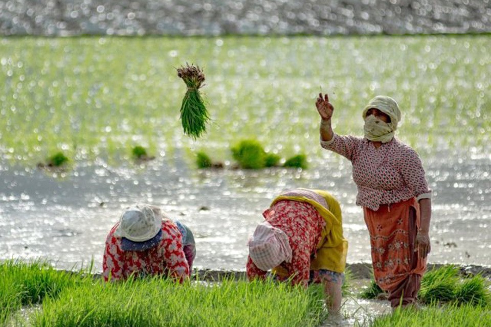 नवलपरासी पूर्वका अधिकांश स्थानमा सकियो रोपाइँ