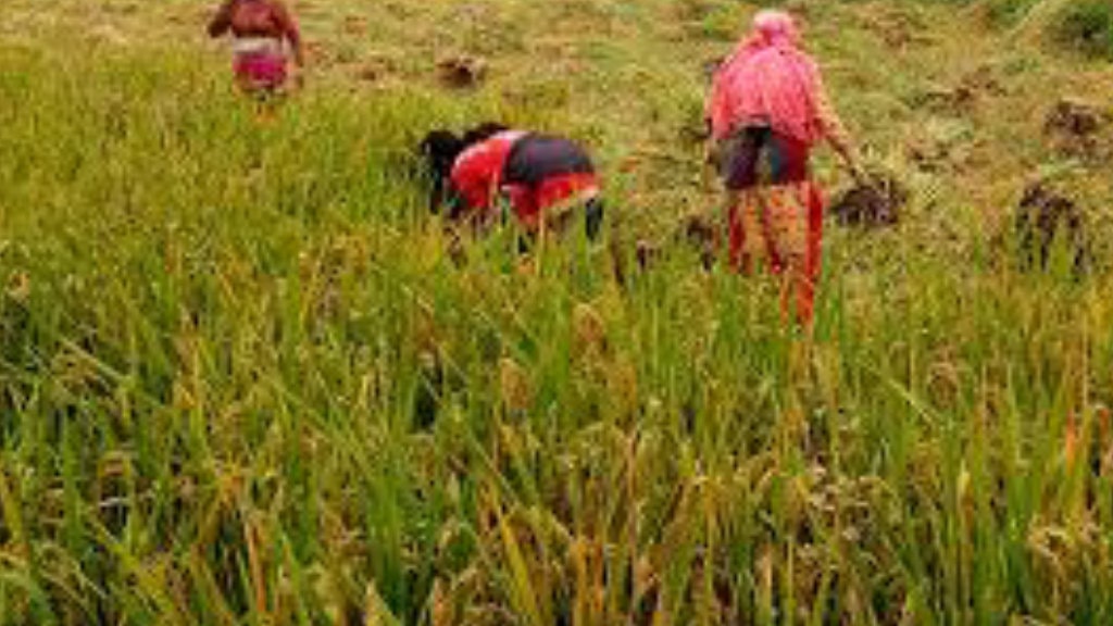 नवलपरासी पूर्वका किसानलाई चैते धान भित्र्याउने चटारो