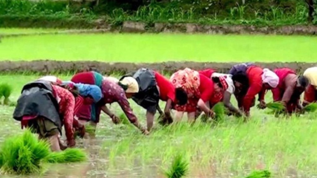 राष्ट्रिय धान दिवससम्म ९.८ प्रतिशत मात्रै रोपाई