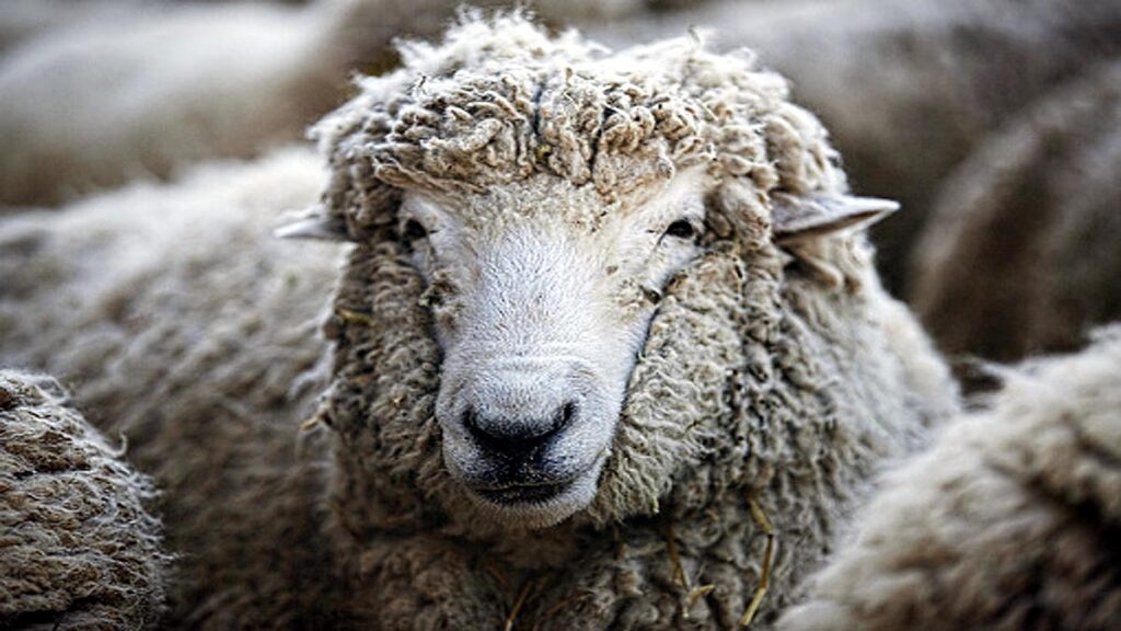 जुम्लाको कनकासुन्दरी गाउँपालिकाका किसानलाई भेडा वितरण