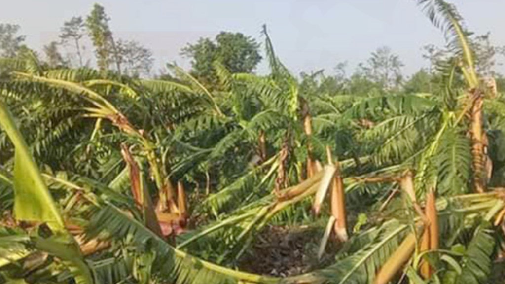हुरीका कारण चितवनको केराखेतीमा १२ करोड रुपैयाँको क्षति