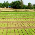 सिँचाइ सुविधा नहुँदा ५० प्रतिशत पनि रोपाइँ भएन