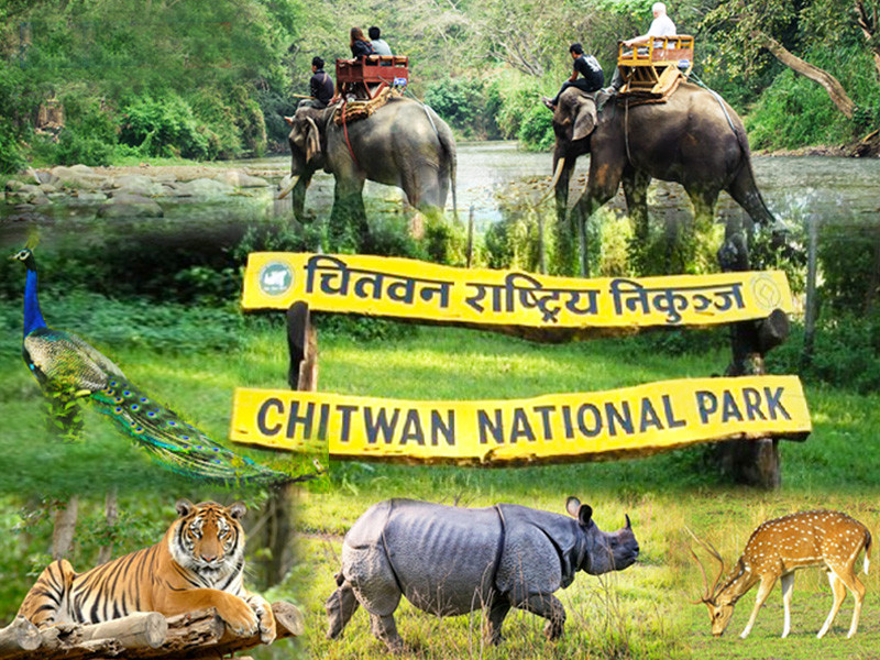 चितवन राष्ट्रिय निकुञ्जः एक वर्षमा २१ गैँडा र आठ वटा बाघ मरे, एक सय ४१ वटा अजिङ्गरको उद्धार