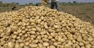 तनहुँमा प्रभावकारी बन्दै आलु प्रवर्द्धन कार्यक्रम,एक करोड २१ लाख बराबरको कारोबार