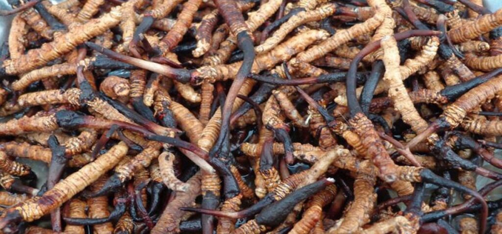 मनाङबाट ३२ किलो यार्सागुम्बा निकासी