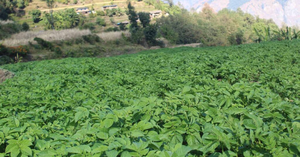 स्थानीय तहले आलु खरिद गरेपछि किसानलाई राहत