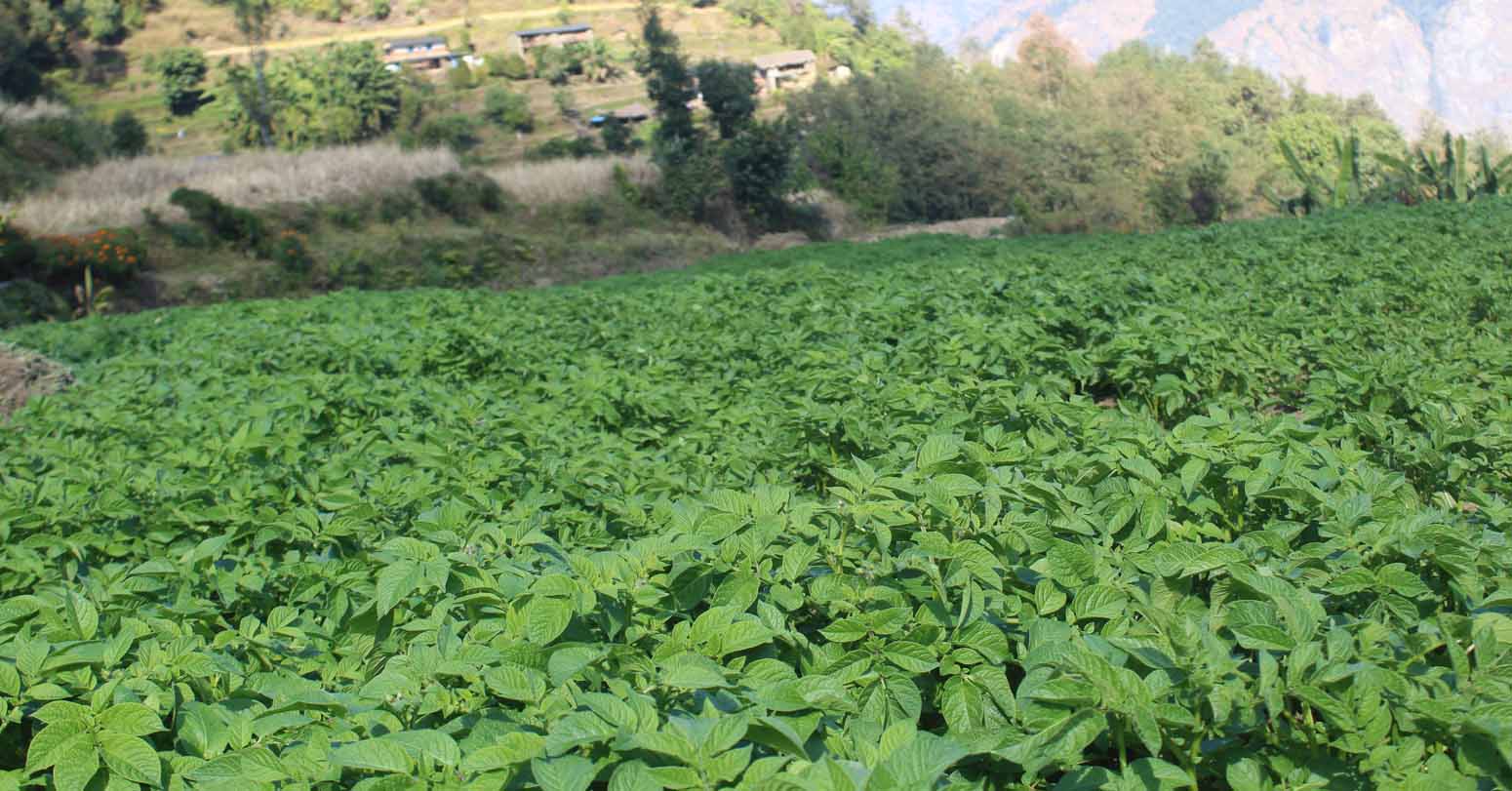 स्थानीय तहले आलु खरिद गरेपछि किसानलाई राहत image