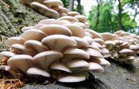 जङ्गली च्याउ खाँदा गुल्मीमा एकै घरपरिवारका ८ जना बिरामी
