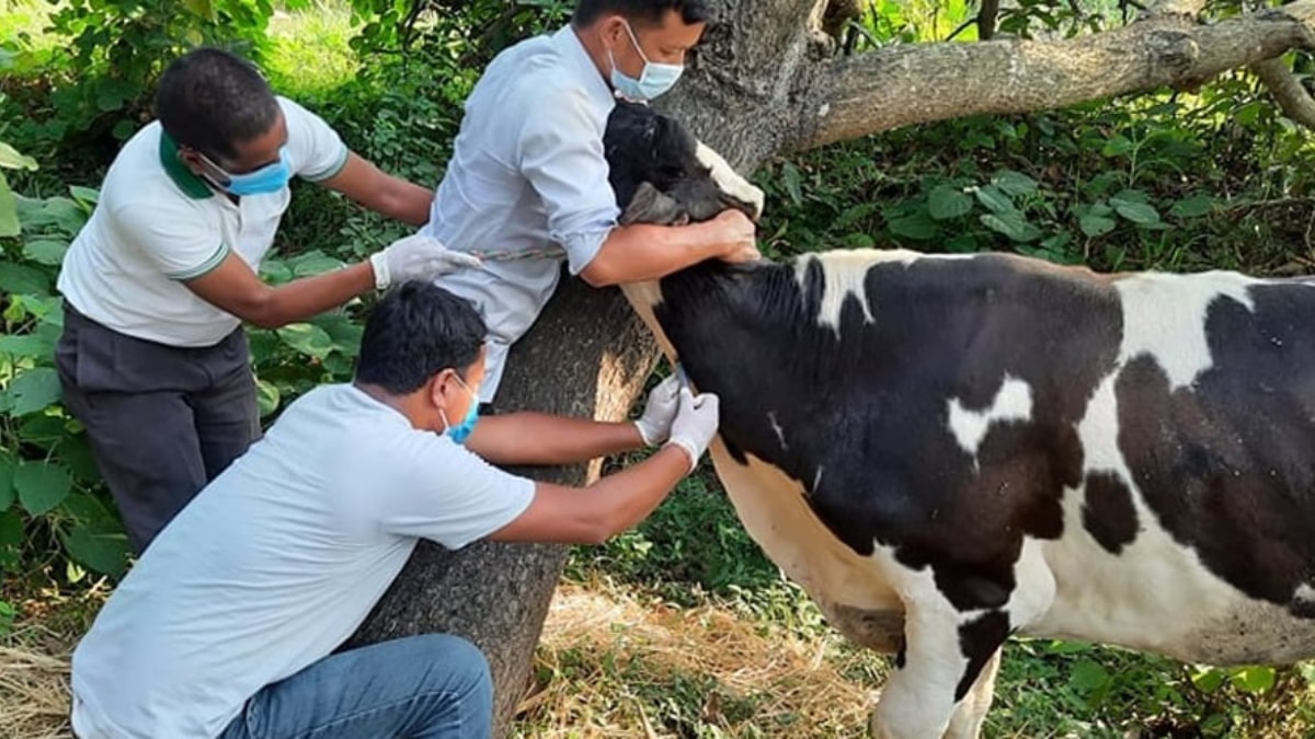 लमजुङका दुई लाख २८ हजार पशुलाई खोप image