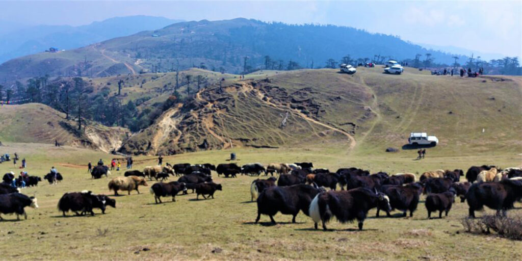 चौँरीपालनमा किसानको घट्दो आकर्षण,चरन अभाव मुख्य कारण