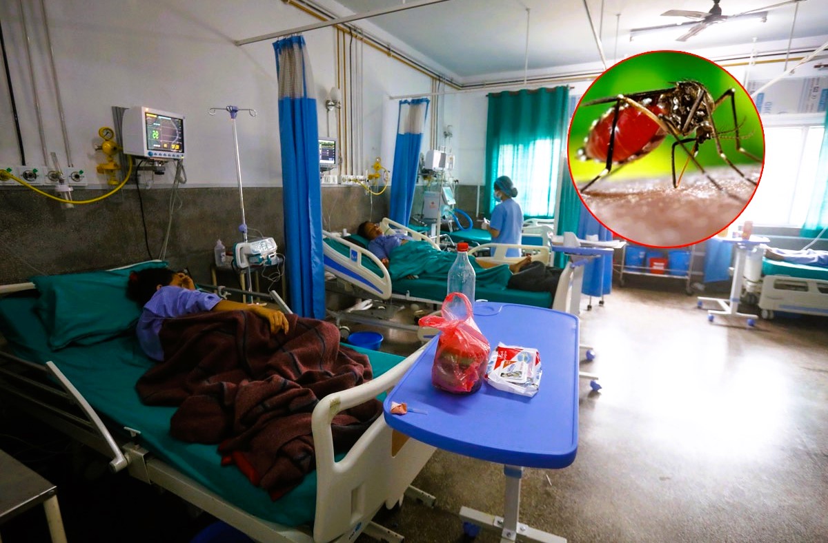 पचहत्तर जिल्लामा फैलियो डेंगु, ७ हजार संक्रमित image