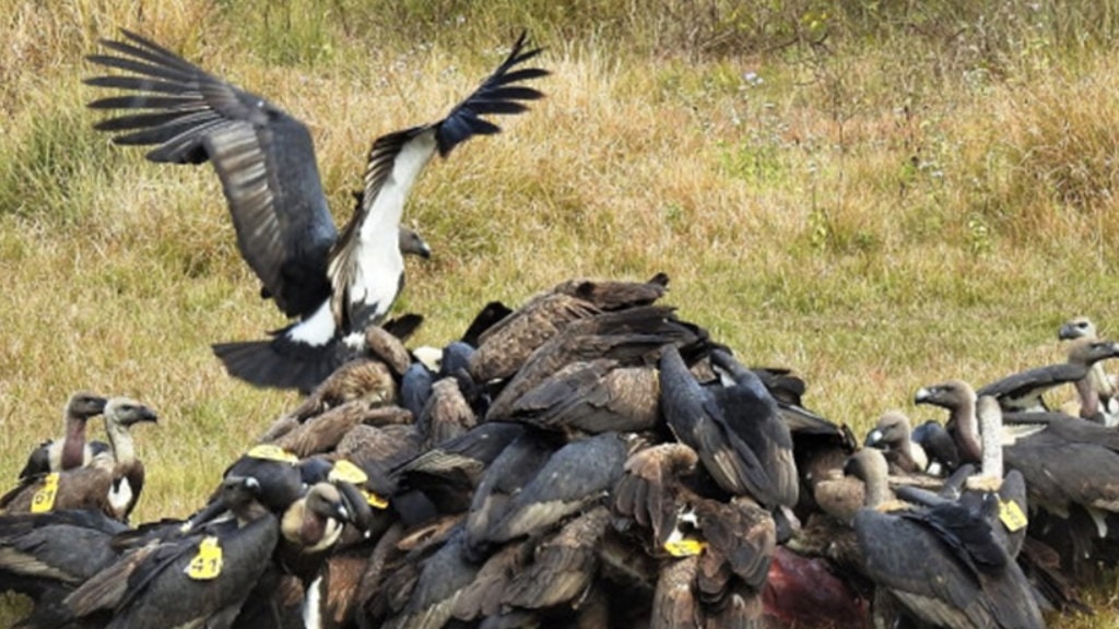 अन्तर्राष्ट्रिय गिद्ध सचेतना दिवसस् ‘गिद्धका सङ्ख्यामा कमी आउँदा हैजाका बिरामी बढे’