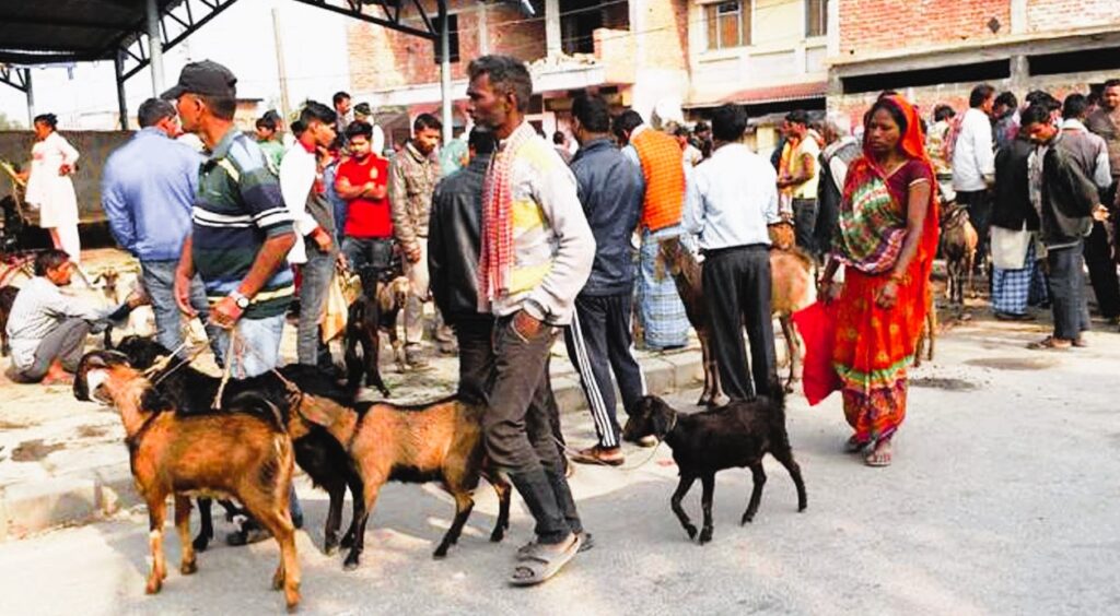 दसैँ नजिकिएसंगै बढ्न थाल्यो खसीबोकाको व्यापार