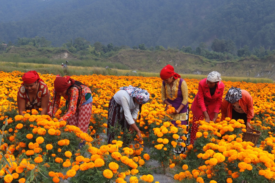 तिहारमा गाउँघर फूले छायो धपक्कै, भक्तपुर फूल खेतीमा आत्मनिर्भर बन्दै image