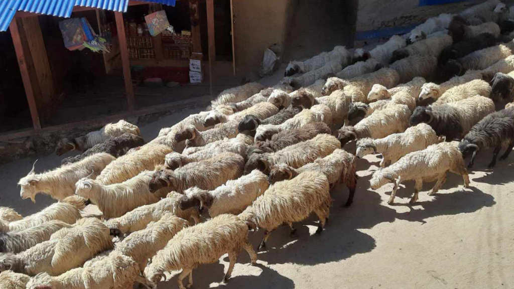 जुम्लामा बिके १६ करोडका खसीबोका र भेडा