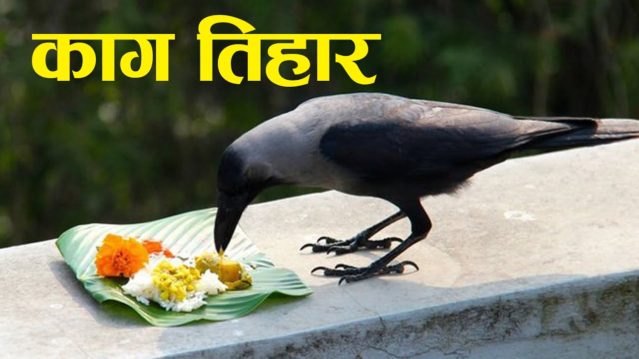 आज काग तिहार image