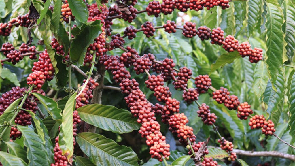 नेपाली कफी अन्तर्राष्ट्रिय बजारमा अब्बल