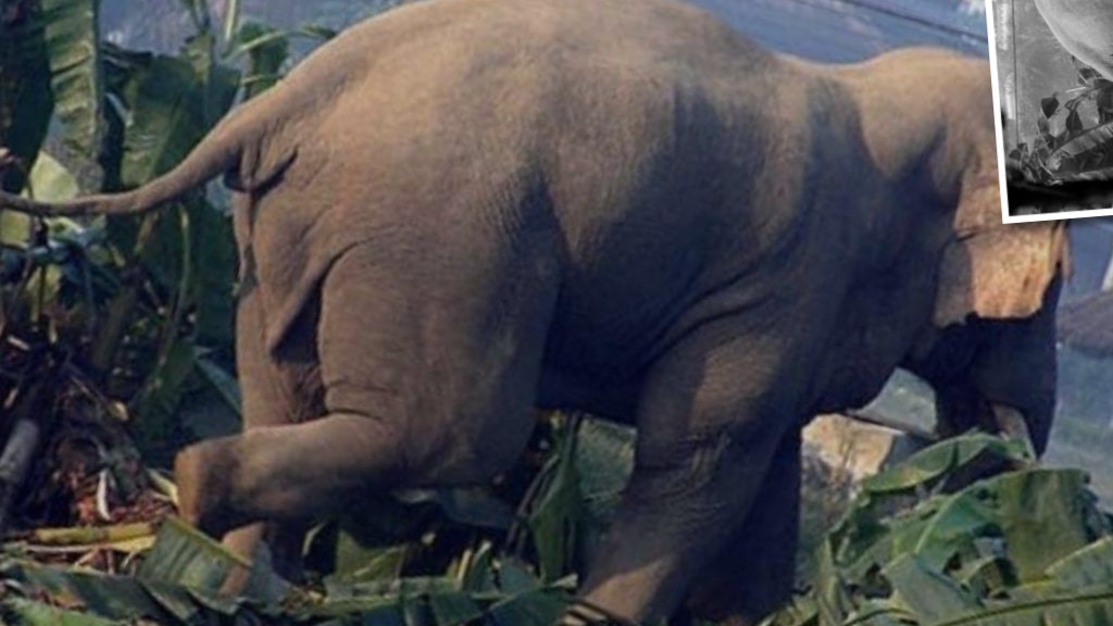 २४ वटा जङ्गली हात्तीले आतंक मच्चायो