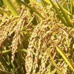 चैते धान रोपाइँमा किसान व्यस्त, समर्थन मूल्य तोक्ने अन्तिम तयारीमा सरकार