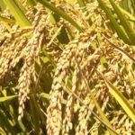 दाङमा धान धेरै फलाउने ३ जना किसानलाई सम्मान