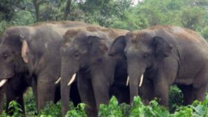 उदयपुर र झापामा जंगली हात्तीको आतंक, घर भत्किएपछि स्थानीय त्रसित image