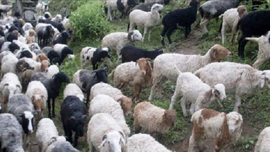 चौबिस वर्षदेखि वनपाखामा भेँडाबाख्रासँग रमाएका दुरजङ