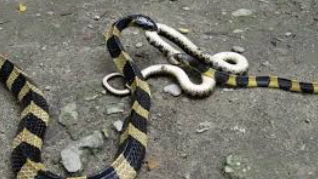 पाँच महिनामा सर्पको टोकाइबाट ७० जना, वन्यजन्तुको आक्रमणबाट ८३ जनाको मृत्यु