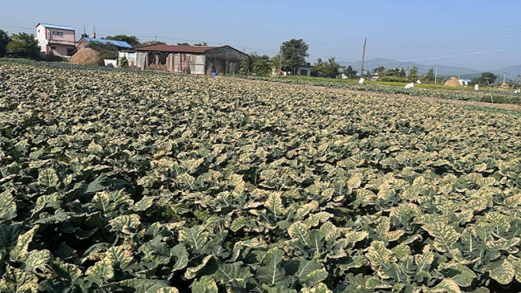 चितवनमा लगाइएको बन्दा र काउलीमा नयाँ रोग