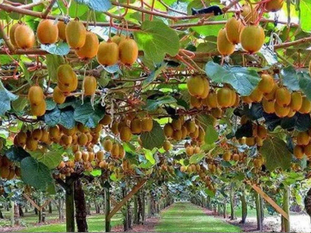 किवीको बिरुवा बिक्री गरेर वार्षिक पाँच लाख आम्दानी image