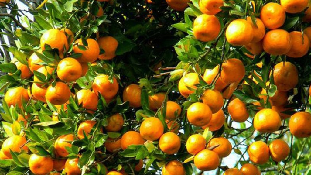 काठेखोलामा पाँच करोड ४० लाखको सुन्तला उत्पादन