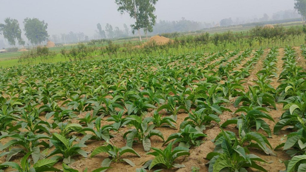 आम्दानीको आकर्षक माध्यम बन्दै सुर्तीखेती