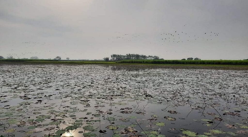 पुरैनी तालमा चराको सङ्ख्या घट्यो