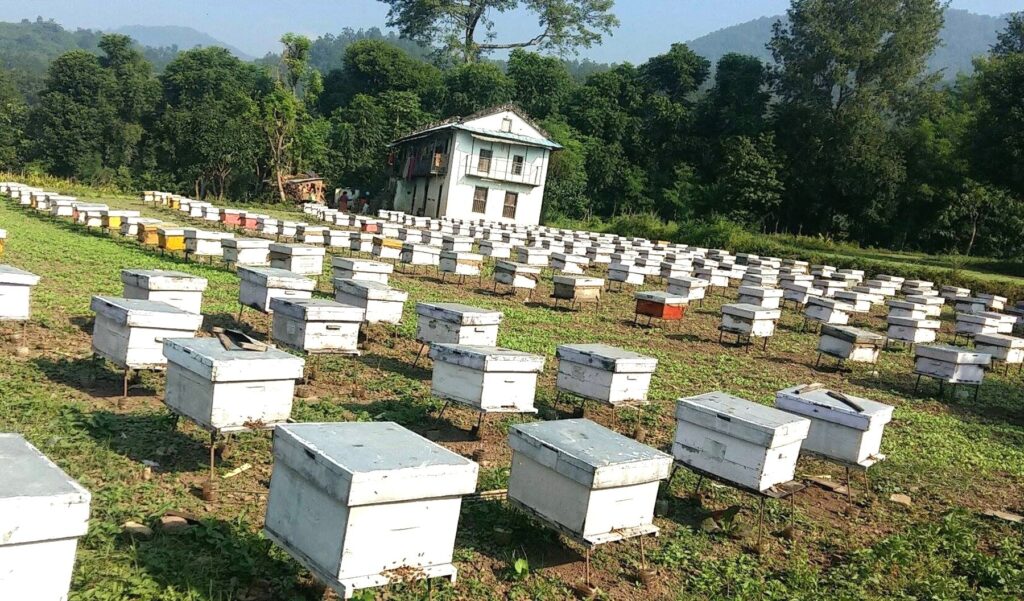 नगरपालिकाले दियो किसानलाई अनुदानमा मौरीसहितका घार