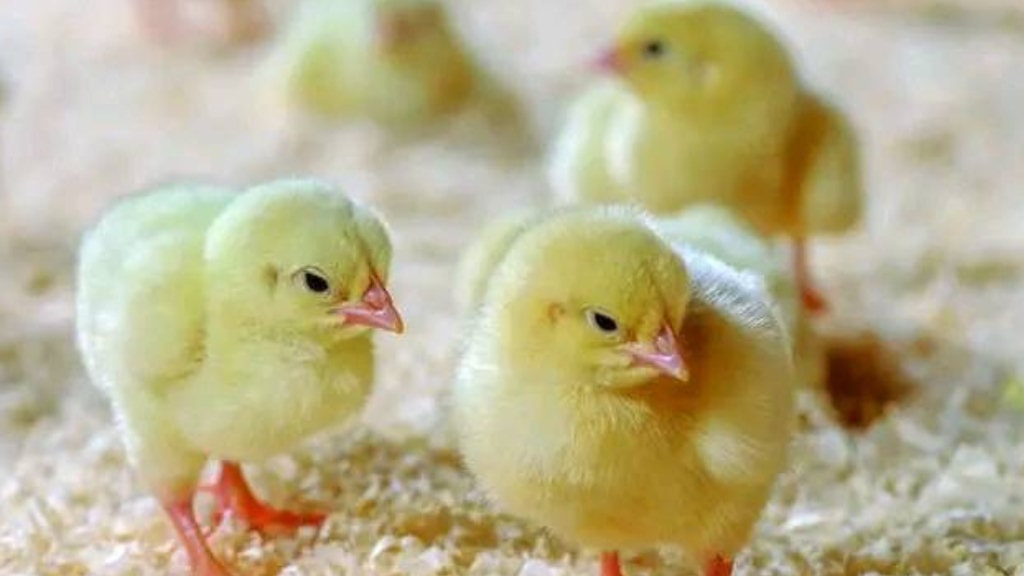 चल्ला बिक्री हुन छाडेपछि दुई सय ३६ ह्याचरी उद्योग बन्द
