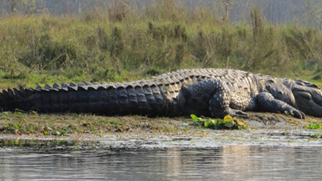 राप्तीमा गोहीको गुँड खोज्दै चितवन राष्ट्रिय निकुञ्ज