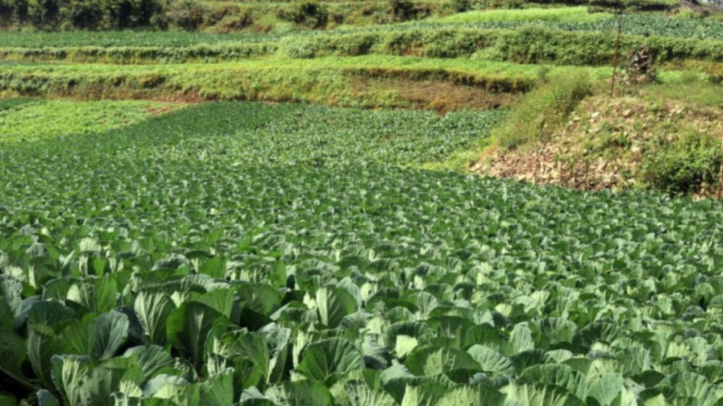 सरकारले २०७७ साल फागुनदेखि सञ्चालन गरेको किसान सूचीकरणमा २० लाख ७० हजार किसान सूचीकृत