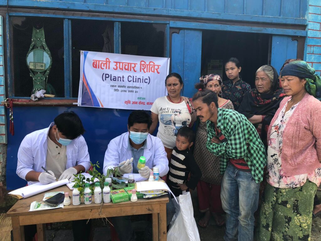 बाँकेका ग्रामीण भेगमा बाली उपचार शिविर सञ्चालन