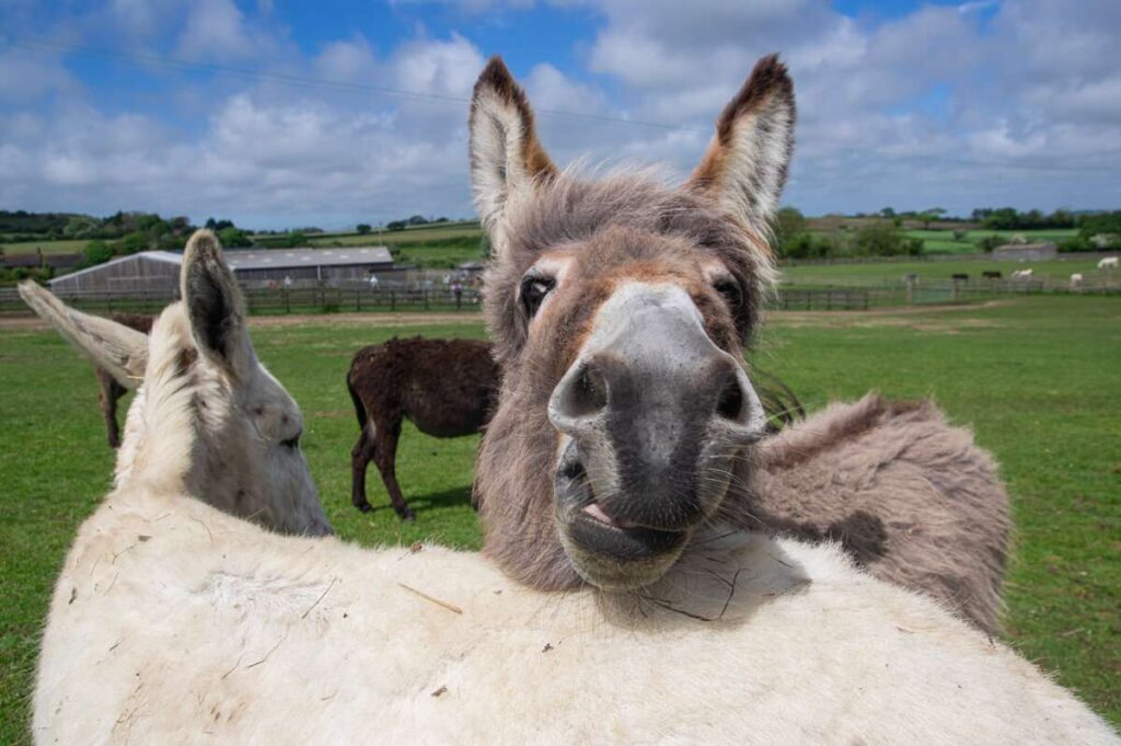 गधाको दूधबाट बनेको चीज: एक किलोको मूल्य १ लाख ८० हजारभन्दा बढी