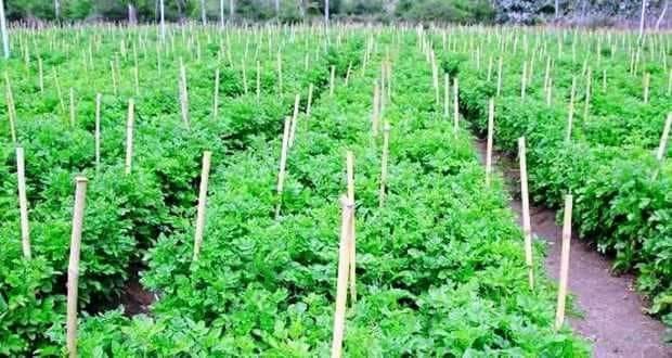 भोजपुरको मानेभञ्याङमा ‘तरकारी सिकाई केन्द्र’ स्थापना