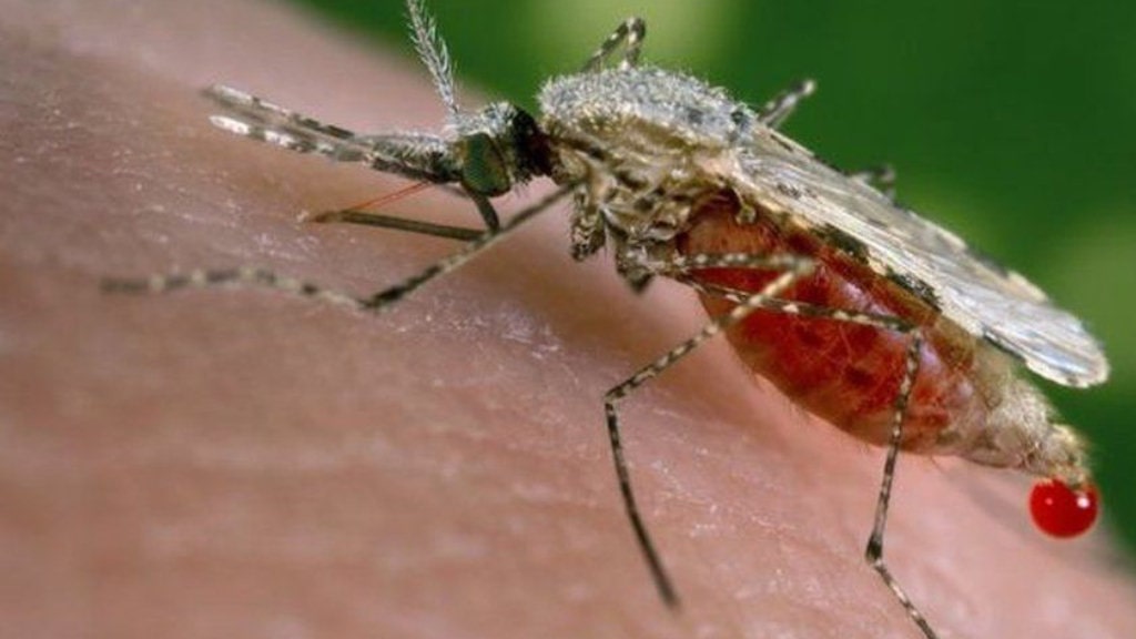 विश्व औलो दिवसः डब्लुएचओको औलो उन्मूलनका लागि सशक्त आह्वान