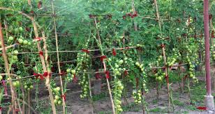 विदेशबाट फर्केर सामूहिक कृषि फार्म सञ्चालन