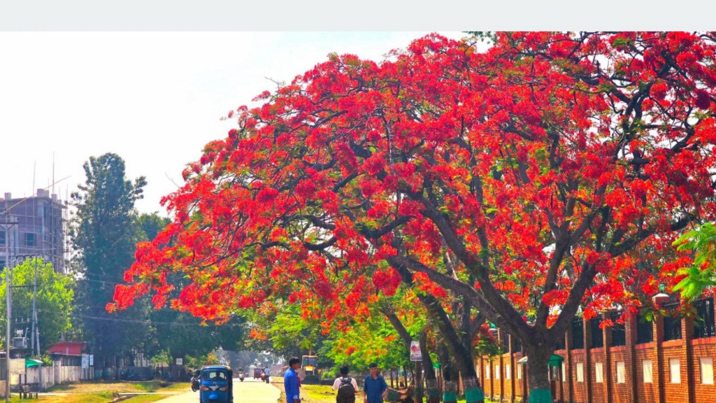 ढकमक्क फुलेका गुलमोहरमा लोभिए पर्यटक