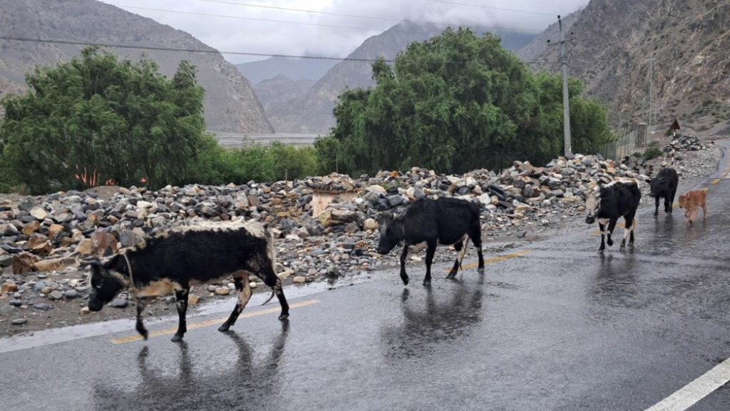 ‘हिमाली जिल्लाका लुलु गाई संरक्षणतर्फ ध्यान पुगेको छैन’ image
