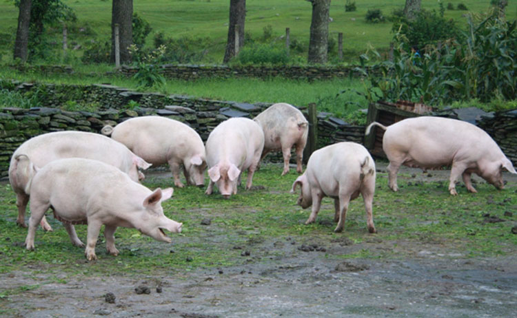 अफ्रिकन स्वाइन फिभरका कारण ३६ बङ्गुरको मृत्यु